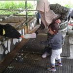 Paket-Tour-Sumbar-5-Hari-Sapi-Perah-Alahan-Panjang